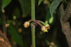 Garcinia xanthochymus